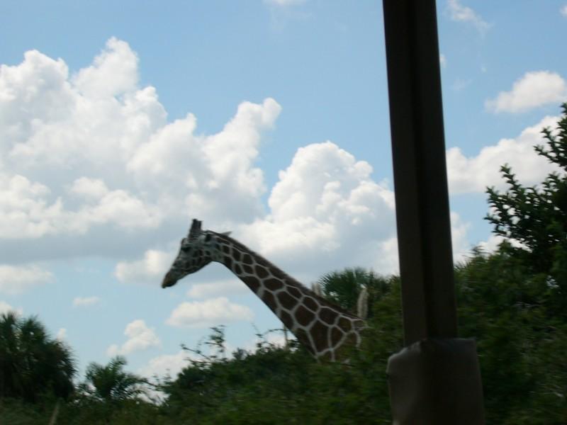 Giraffe 2.JPG